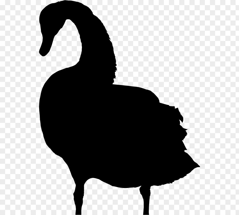 Bird Cygnini Clip Art PNG