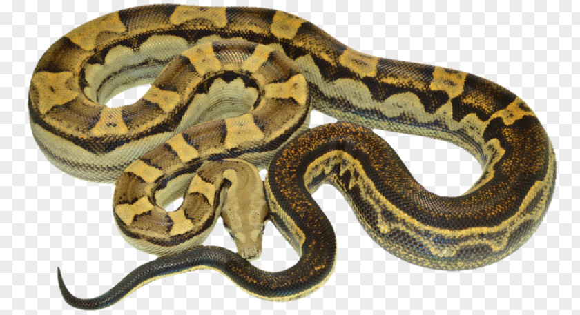 Boa Constrictor Hognose Snake Reptile Kingsnakes PNG