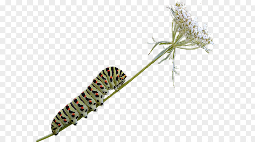 Caterpillar Butterfly Insect PNG