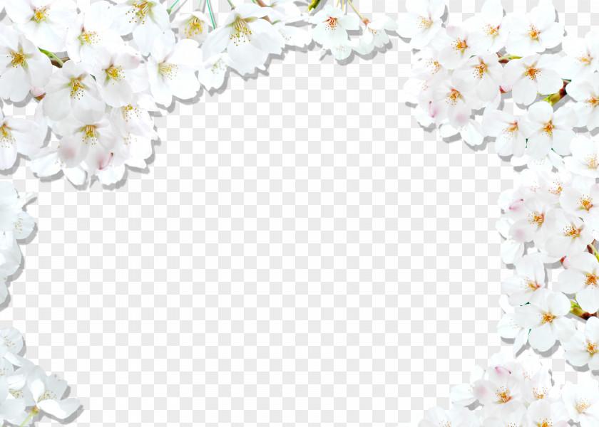 Cherry Border Background National Blossom Festival White PNG