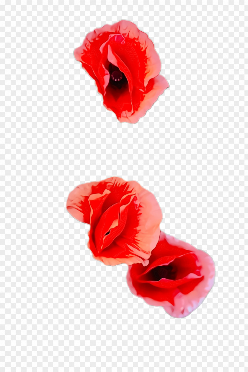 Corn Poppy Oriental Blossom Background PNG