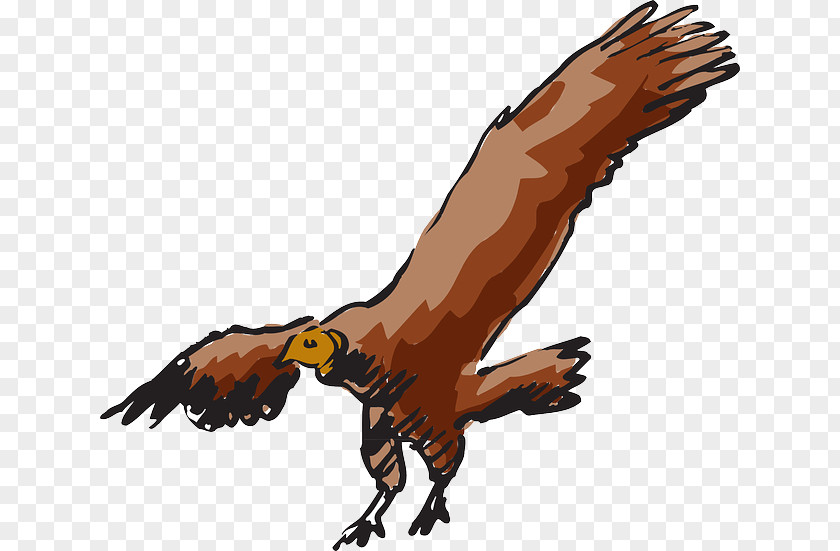 Fly Beaky Buzzard Turkey Vulture Clip Art PNG