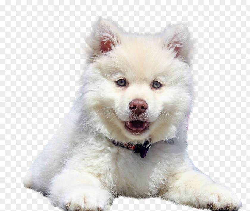 Free Dog Zero Dollars Puppy Pet Samoyed Your Pup Kitten PNG