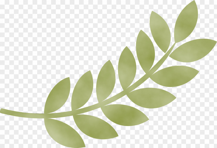 Leaf Plant Stem Plants Science Structure PNG