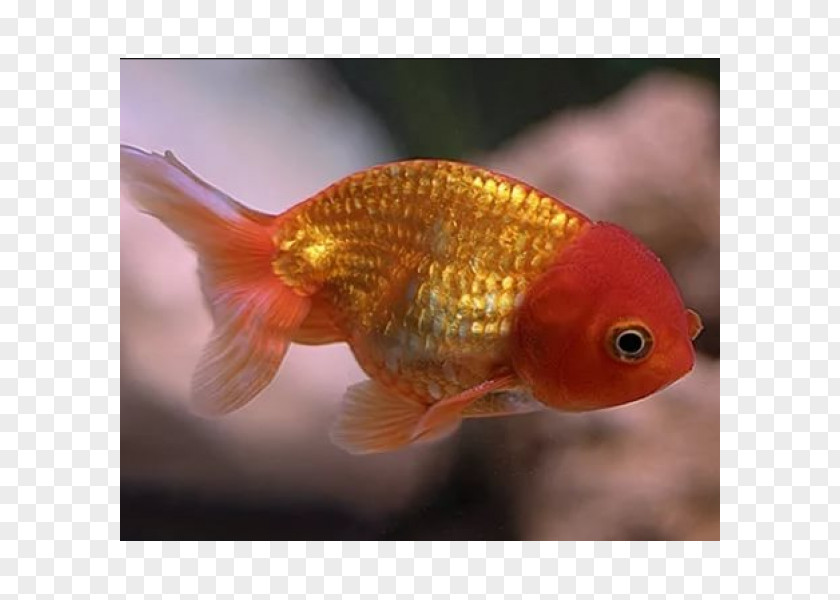 Lion Lionhead Ranchu Oranda Siamese Fighting Fish PNG