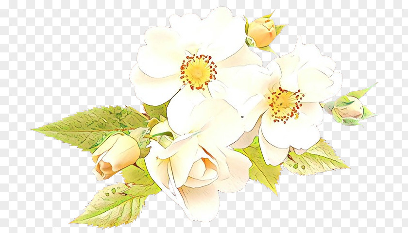 Mock Orange Bouquet Flower White Petal Plant Flowering PNG