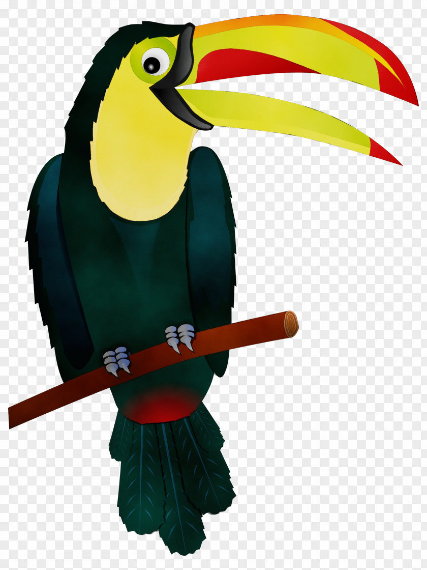 Toucans Piciformes Hornbill Beak Macaw PNG