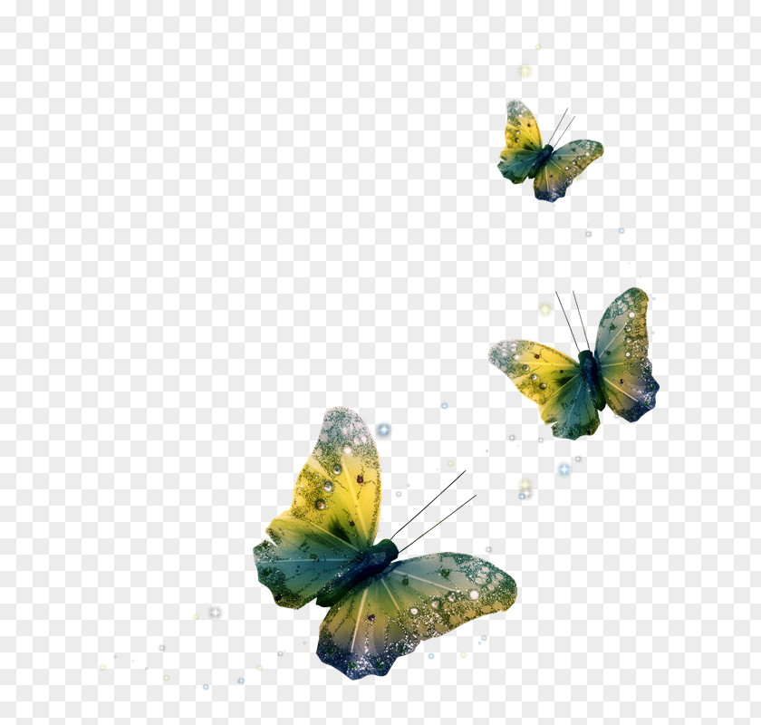 4U Butterfly Clip Art Psd Adobe Photoshop PNG