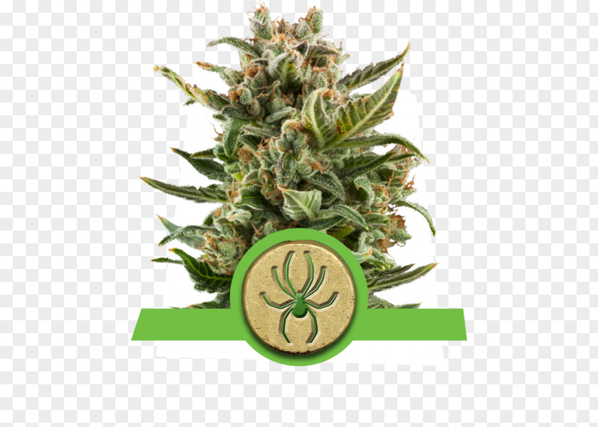 Autoflowering Cannabis Hemp Oil Seed PNG