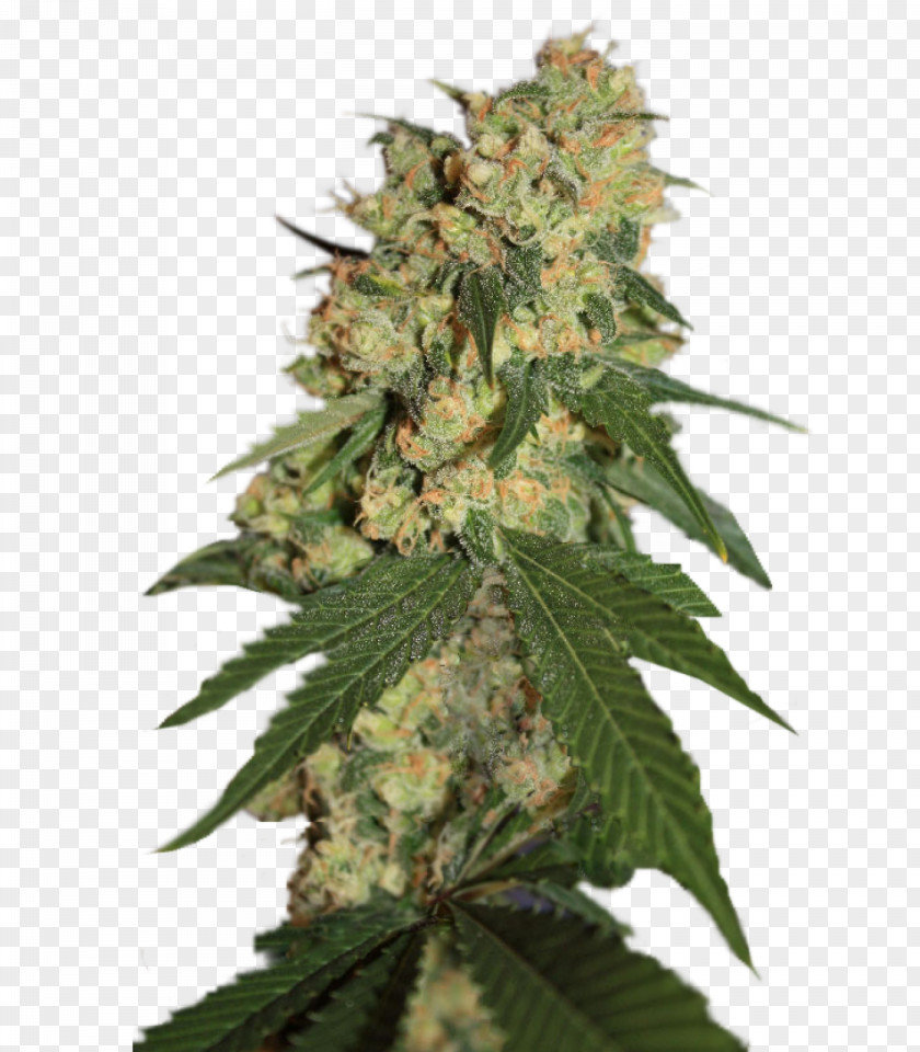 Cannabis Sativa Seed Company Bank PNG