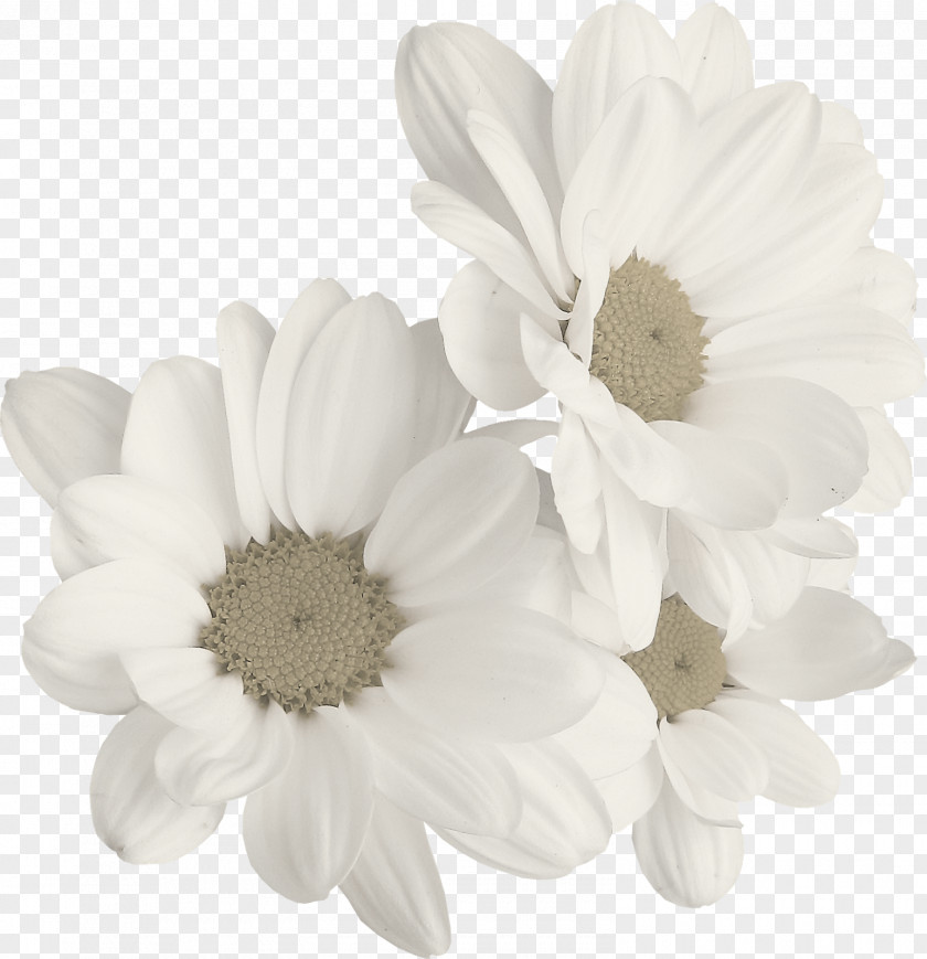 Chamomile Common Daisy PNG