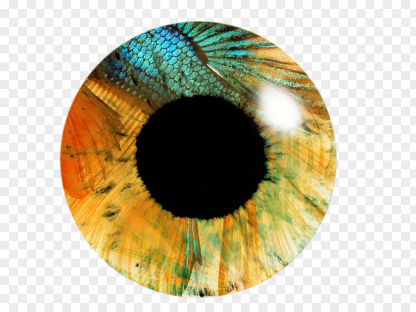 Eyes Eye Iris PicsArt Photo Studio Editing PNG