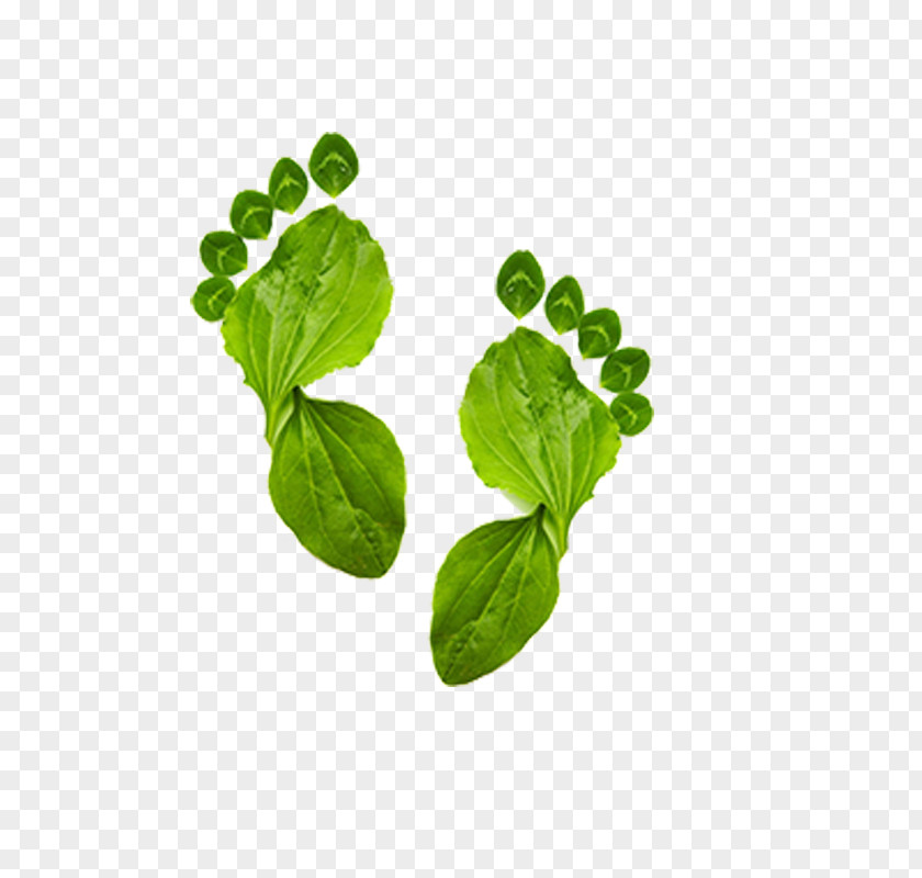 Green Footprints Ecological Footprint Environmentally Friendly Carbon Ecology PNG