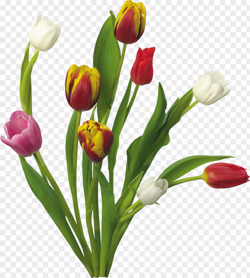 Tulip Flower Bouquet Desktop Wallpaper Garden PNG