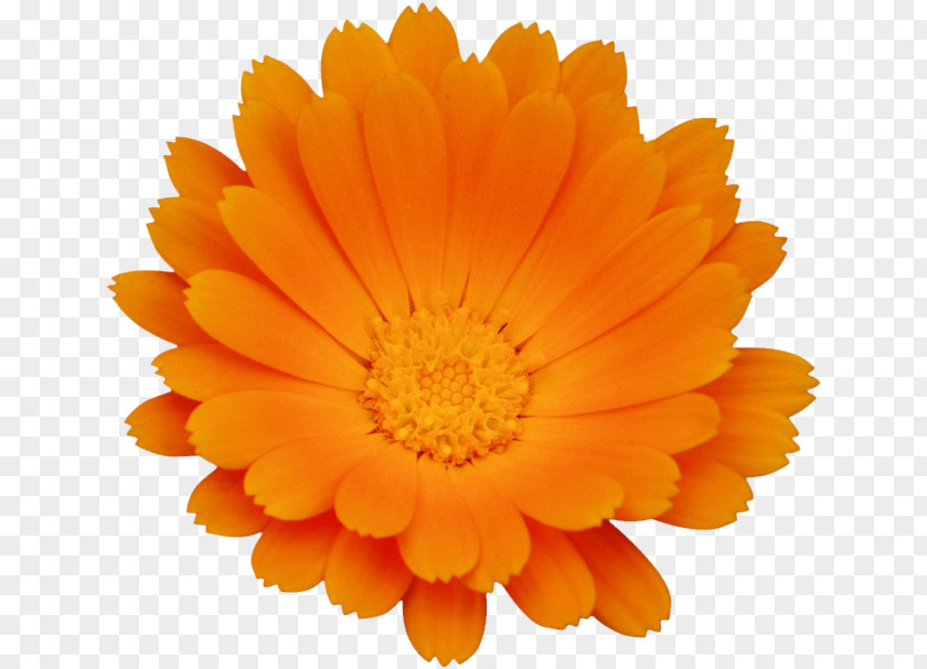 Chrysanthemum Calendula Officinalis Flower Orange PNG