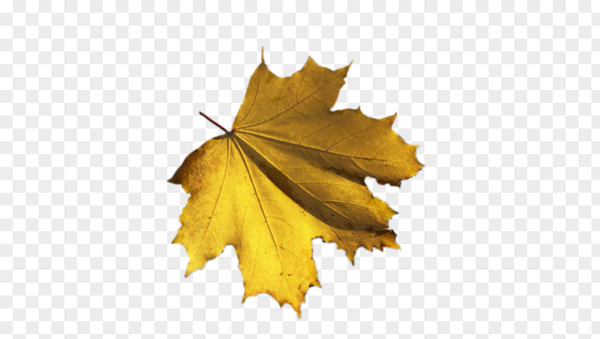 Leaf Autumn Photography PNG