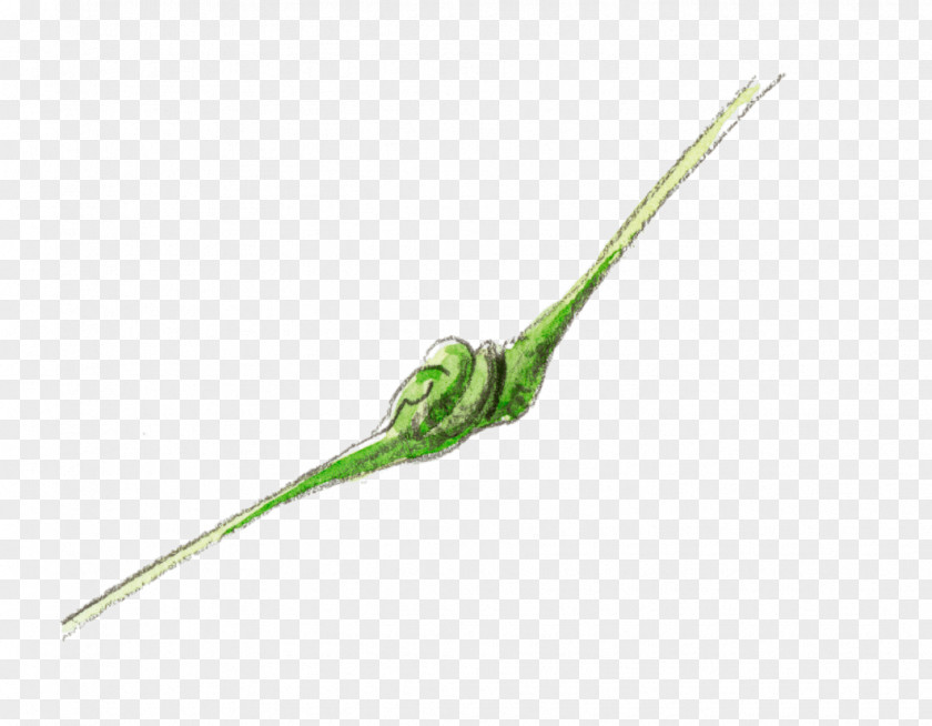 Petiole Leaf Gall Plant Stem Pemphigus Spyrothecae PNG