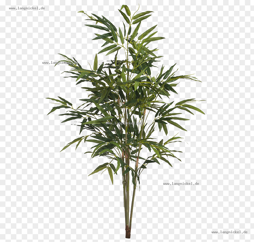 Rose Flower Florist Arecaceae Plant PNG