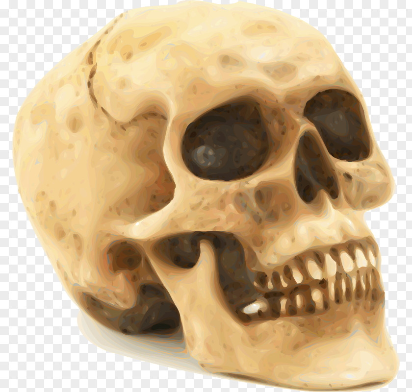 Scary Skull Human Skeleton Clip Art PNG