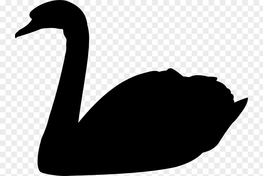 Swan The Black Swan: Impact Of Highly Improbable Goose Trumpeter Bird PNG