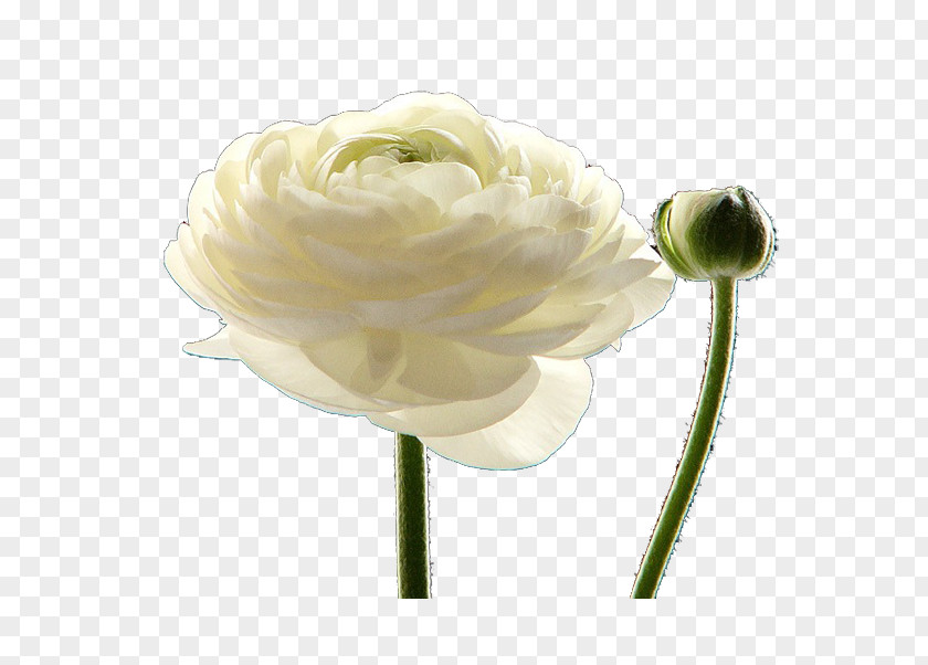 White Rose Creative Petal Cut Flowers Plant Stem PNG