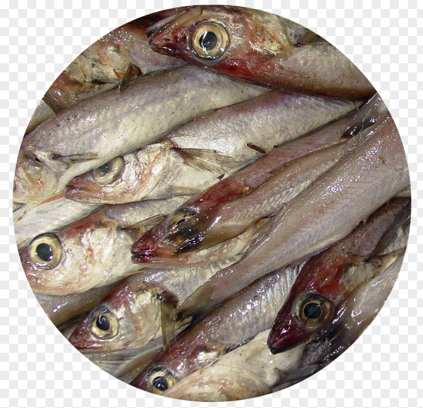 Fish Kipper Blue Whiting Products Oily PNG