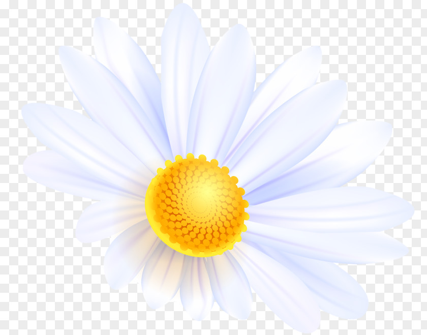 Flower Common Daisy Bouquet Desktop Wallpaper PNG