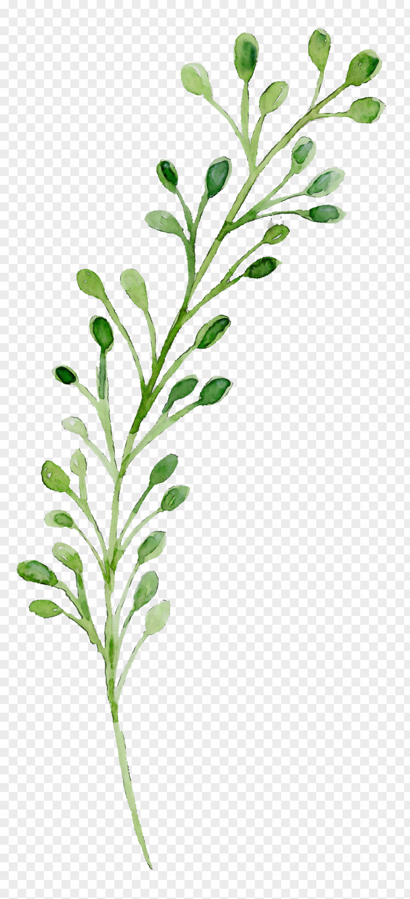 Leaf Plant Stem Herbal Medicine Twig Vegetable PNG