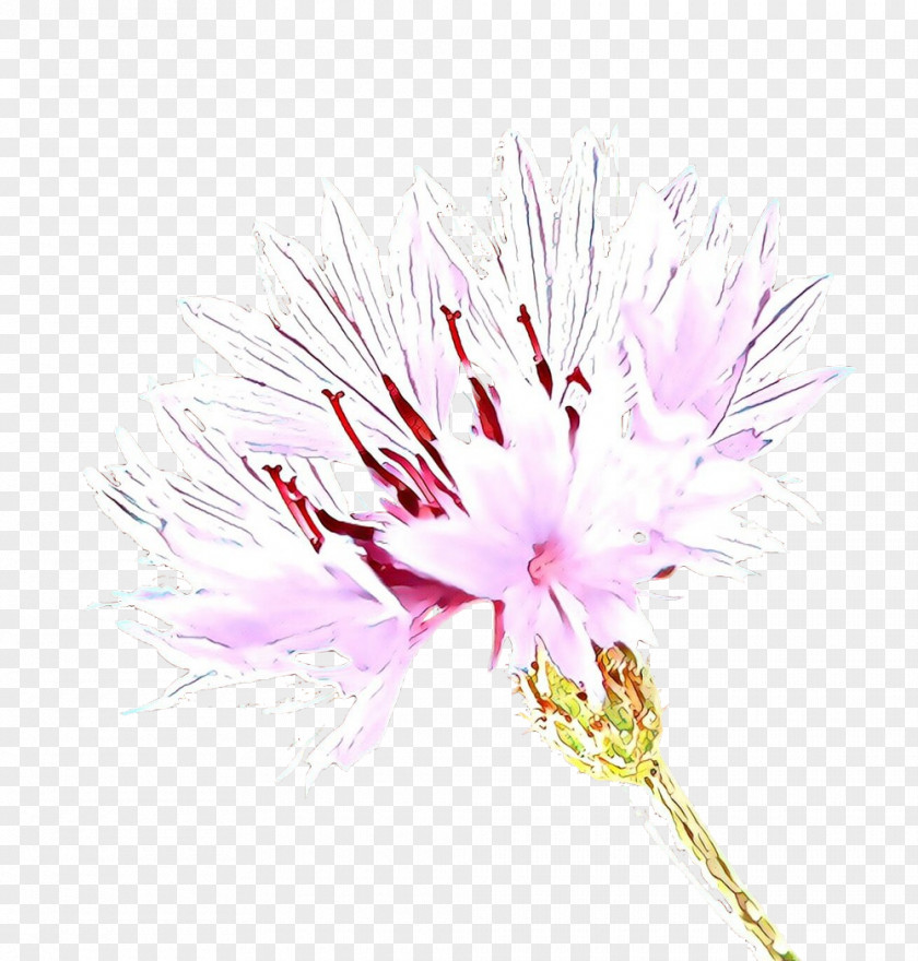 Pink Family Wildflower Flower Cartoon PNG