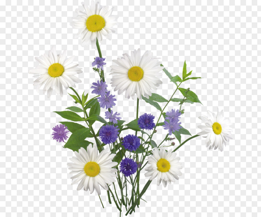 Chamomile A Clip Art PNG