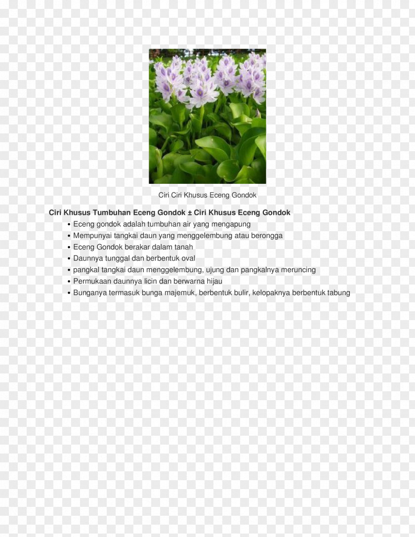 Ciri Flowering Plant Font PNG