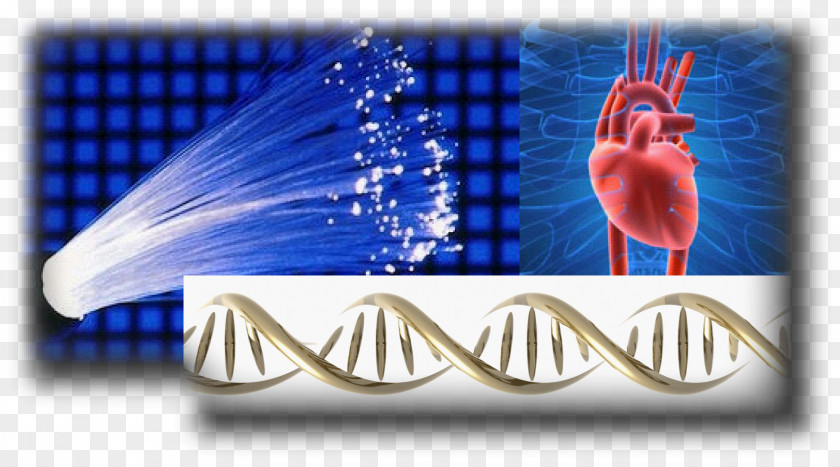 Heart Optogenetics Ventricular Arrhythmias Arrhythmia Cardiac Muscle Cell PNG