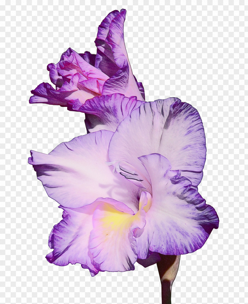 Lilac Gladiolus Lavender PNG