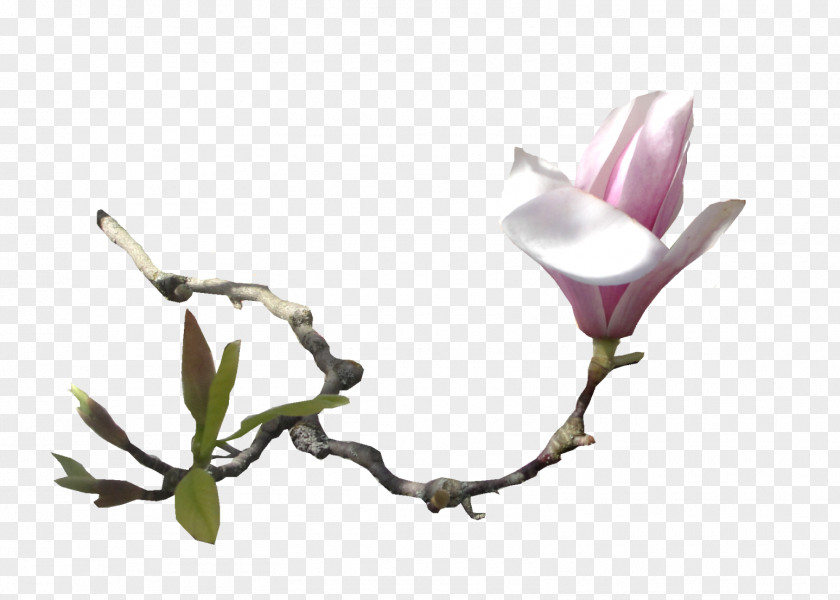 Magnolia Southern Flower Email Clip Art PNG