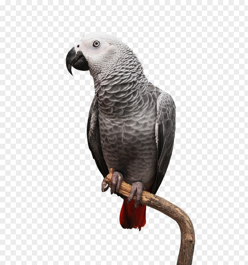 Parrot Bird Macaw Pet Cuba Libre PNG