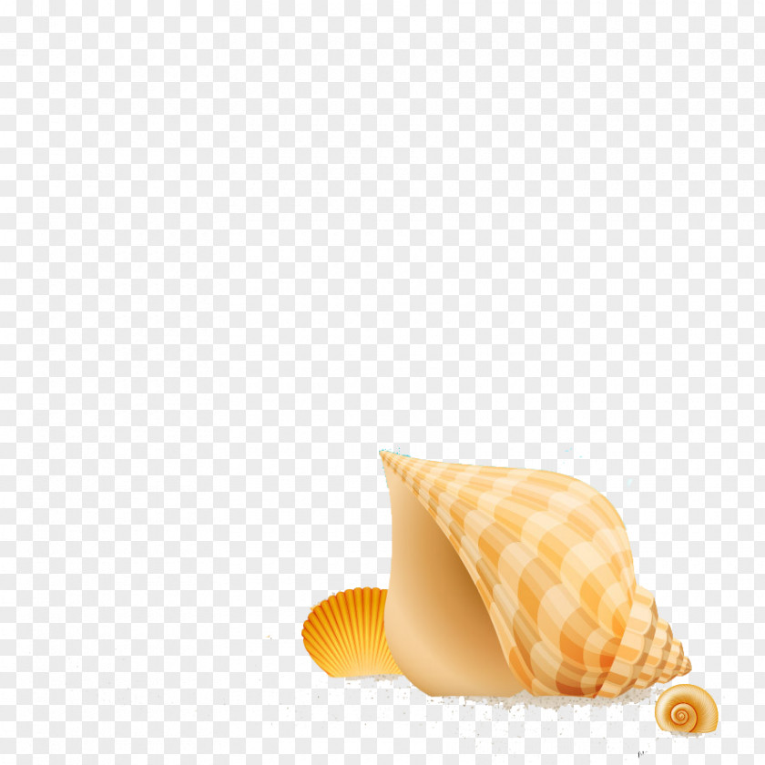 Beautiful Conch Seashell Clip Art PNG