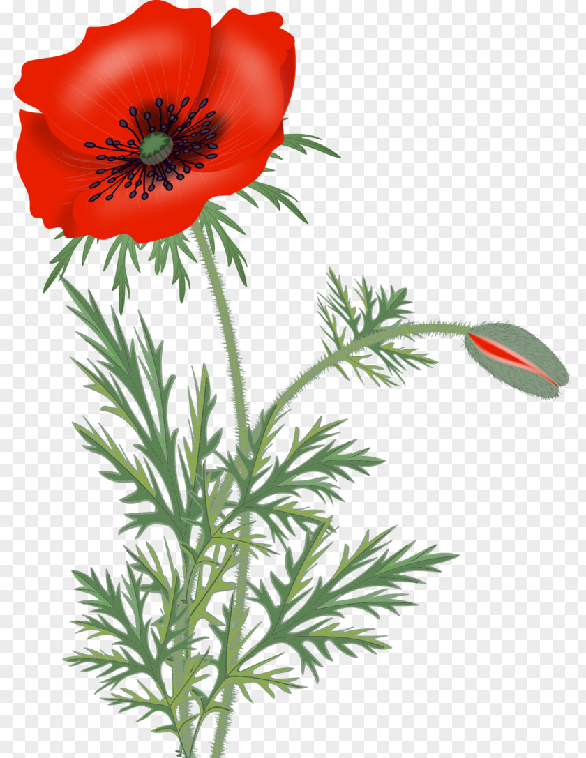 Free Peony Clipart Remembrance Poppy Clip Art Wildflower PNG