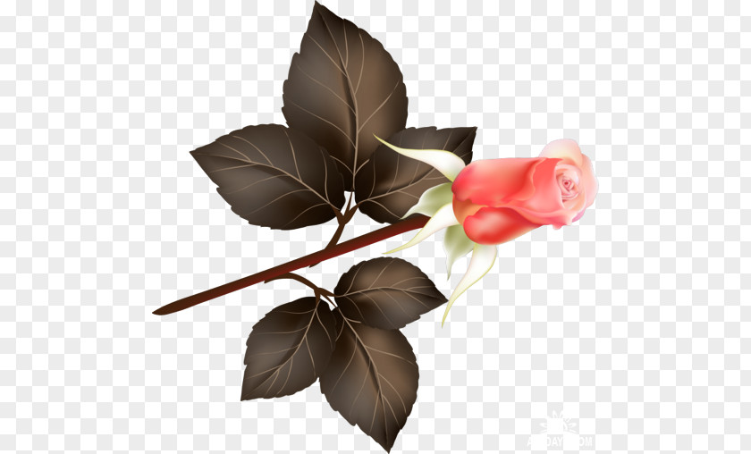 Leaf Flower Clip Art PNG