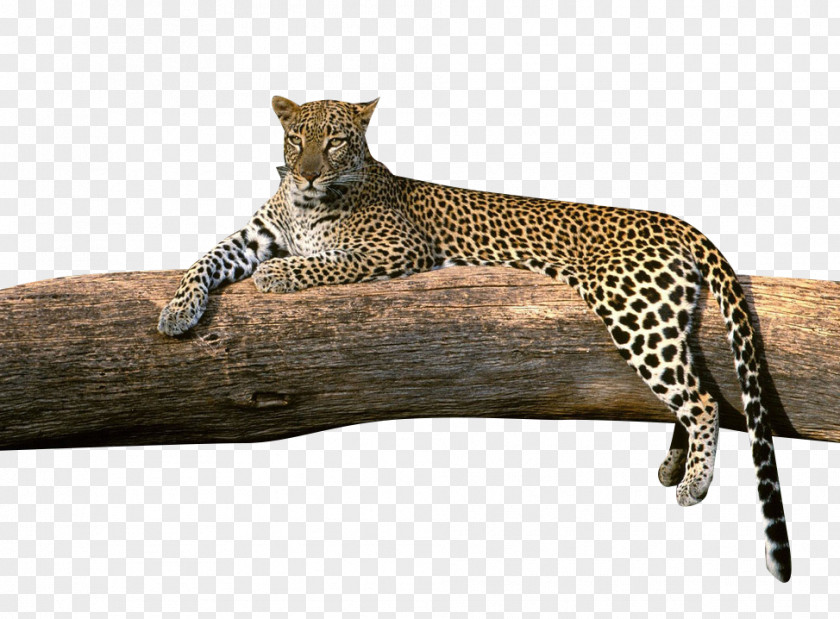 Rest Cheetah High-definition Television Video 1080p Amur Leopard Wallpaper PNG
