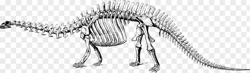 Vector Dinosaur Skeleton Brontosaurus Apatosaurus Tyrannosaurus Diplodocus Stegosaurus PNG