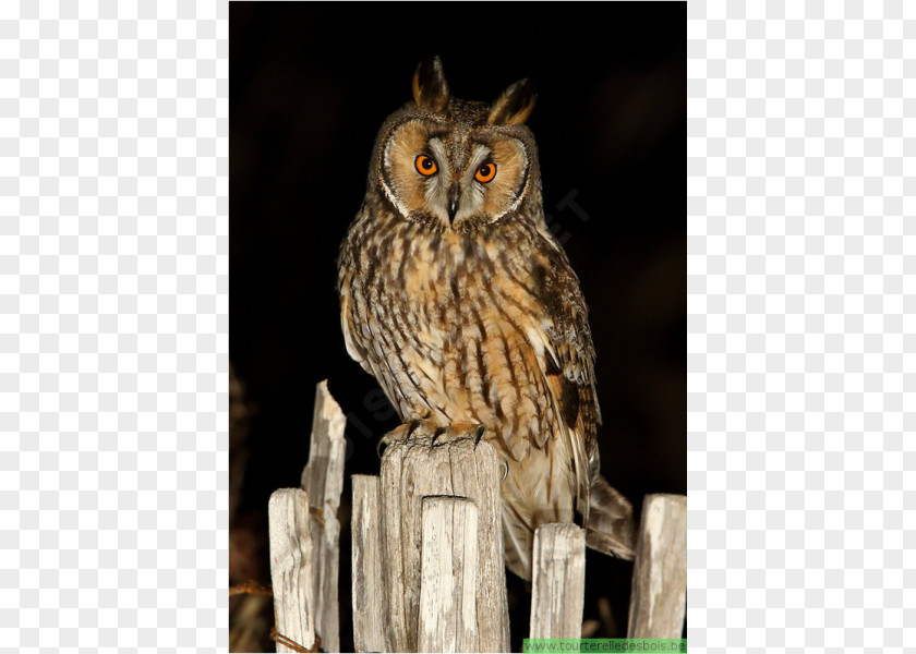 Bird Long-eared Owl Tawny Eurasian Eagle-owl PNG