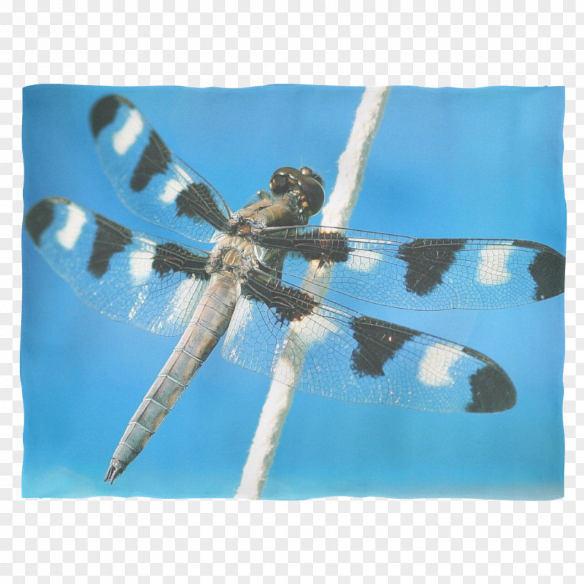 Dragonfly Desktop Wallpaper Photography Insect PNG
