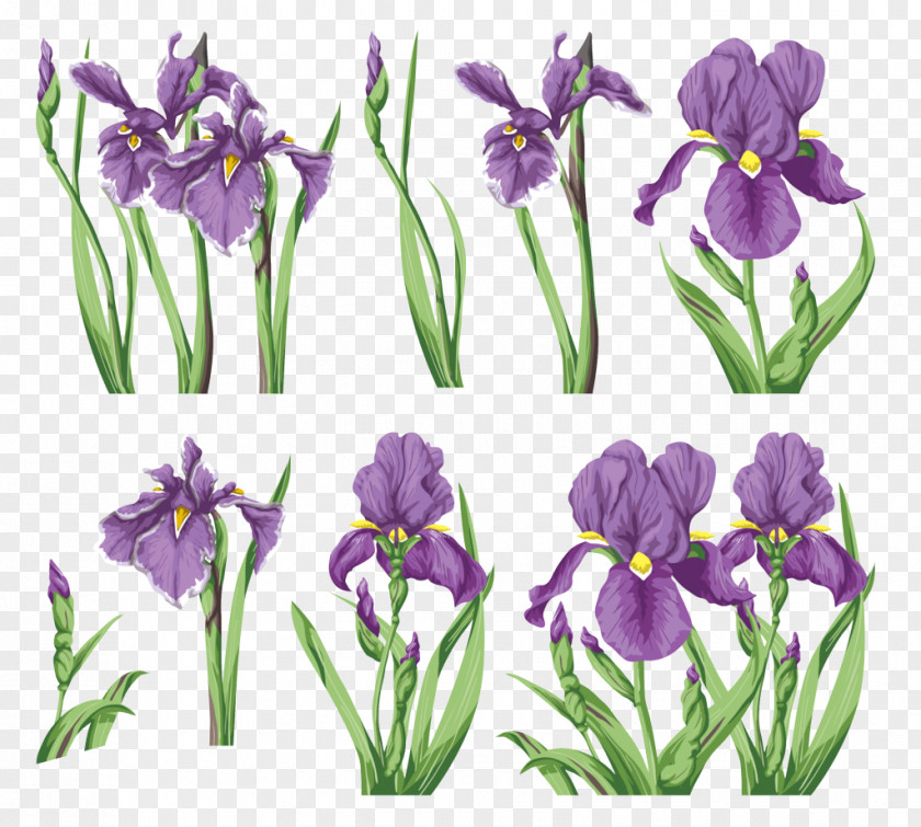 Iris Irises Flower Painting PNG