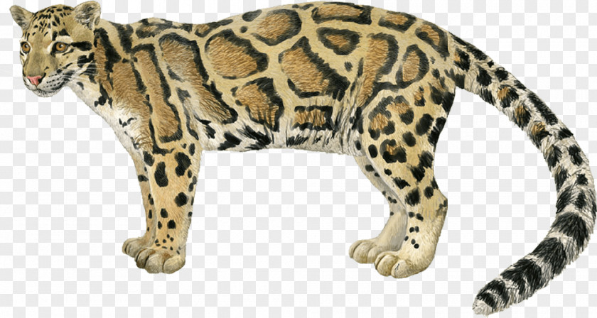 Leopard Jaguar Cheetah Ocelot Wildcat PNG