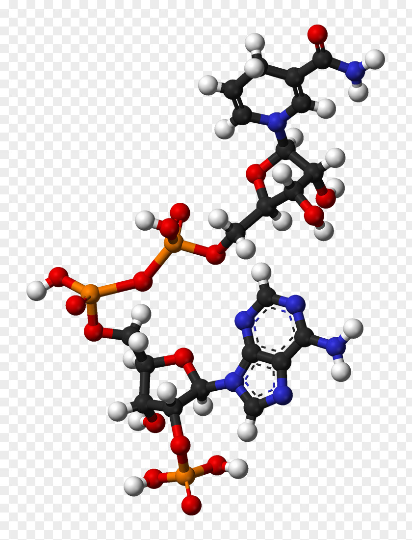 Molecule Nicotinamide Adenine Dinucleotide Phosphate Coenzyme Redox PNG