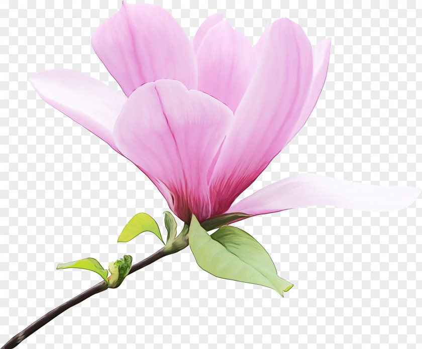 Perennial Plant Pedicel Pink Flower Cartoon PNG