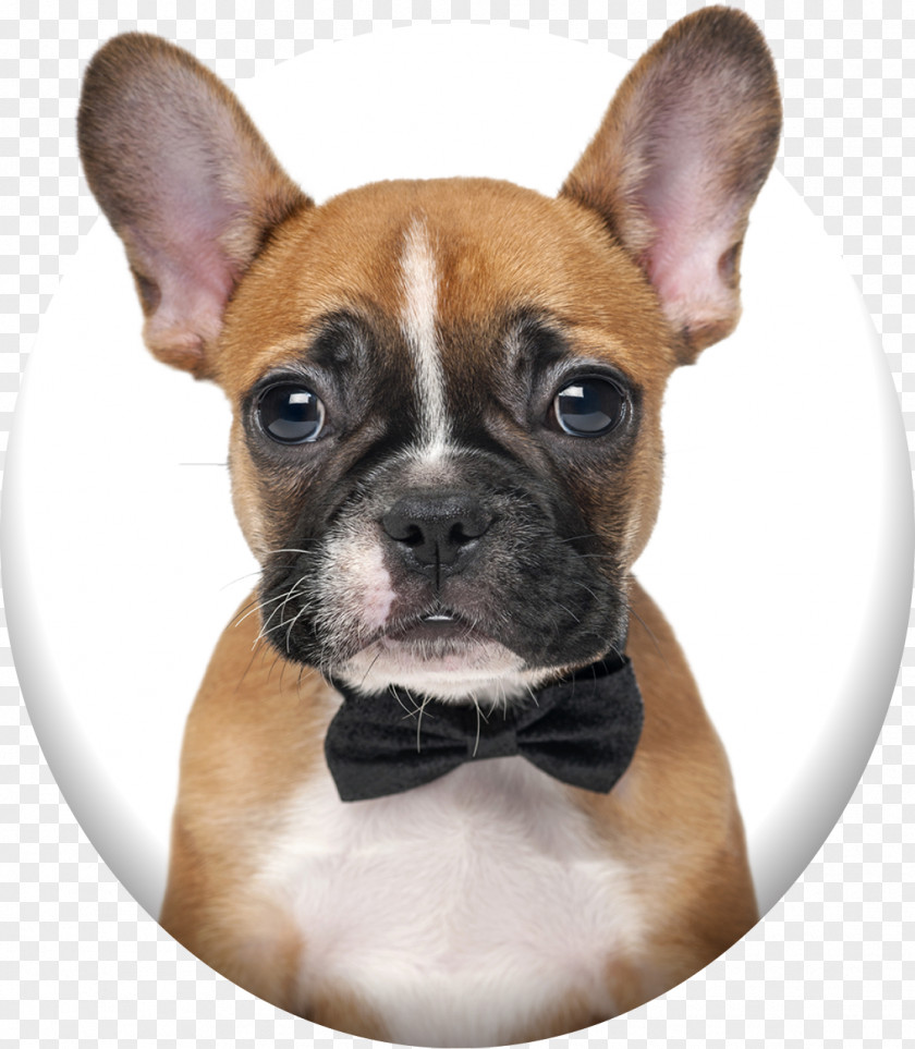 Puppy French Bulldog Boxer Pit Bull PNG