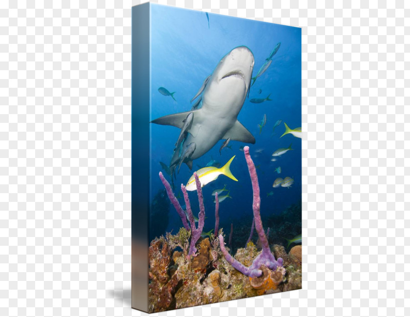 Reef Shark Marine Biology Ecosystem Coral Aquarium Underwater PNG