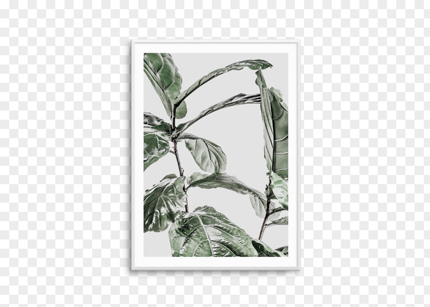 Fig Printing Fiddle-leaf Common Abstract Plakat Naukowy Fine-art Photography PNG