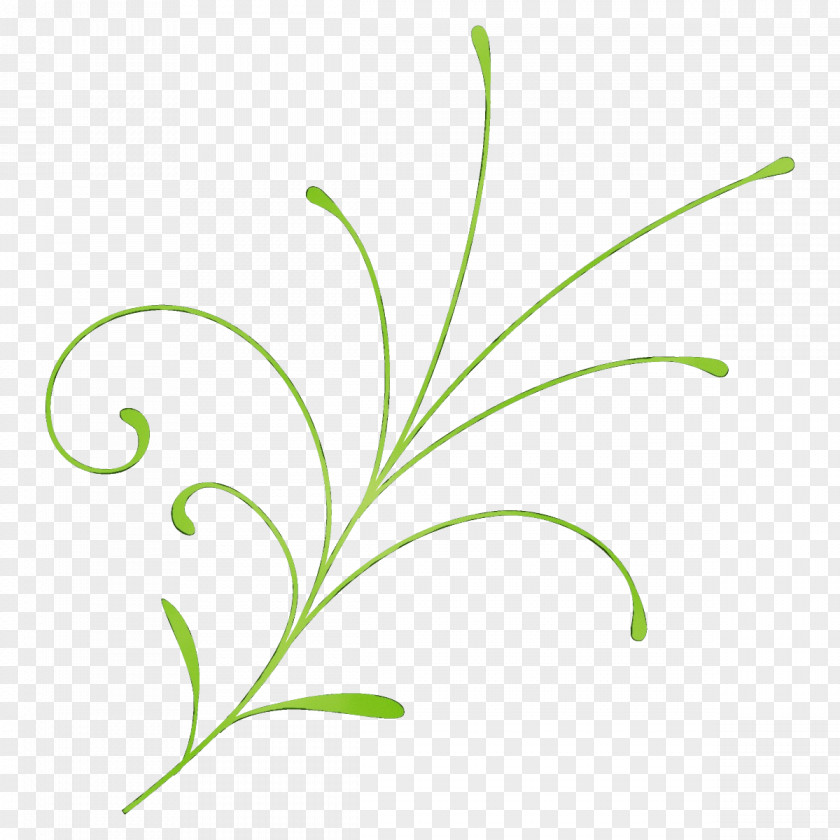 Flowering Plant Pedicel Leaf Green Grass Flower PNG